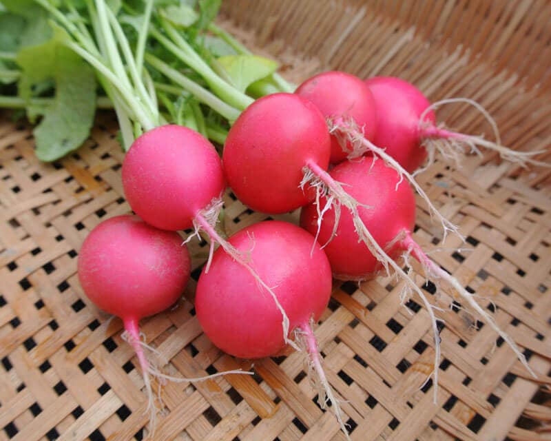 Radish, Pink Beauty (Organic)