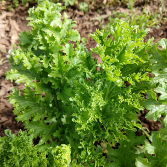 Mustard, Pizzo (Organic)