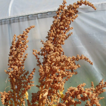Quinoa, Dave 407 (Organic)