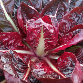 radicchio-rossa-di-verona-2 Rossa di Verona Arca Chicory