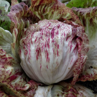 Variegata Di Chioggia Chicory