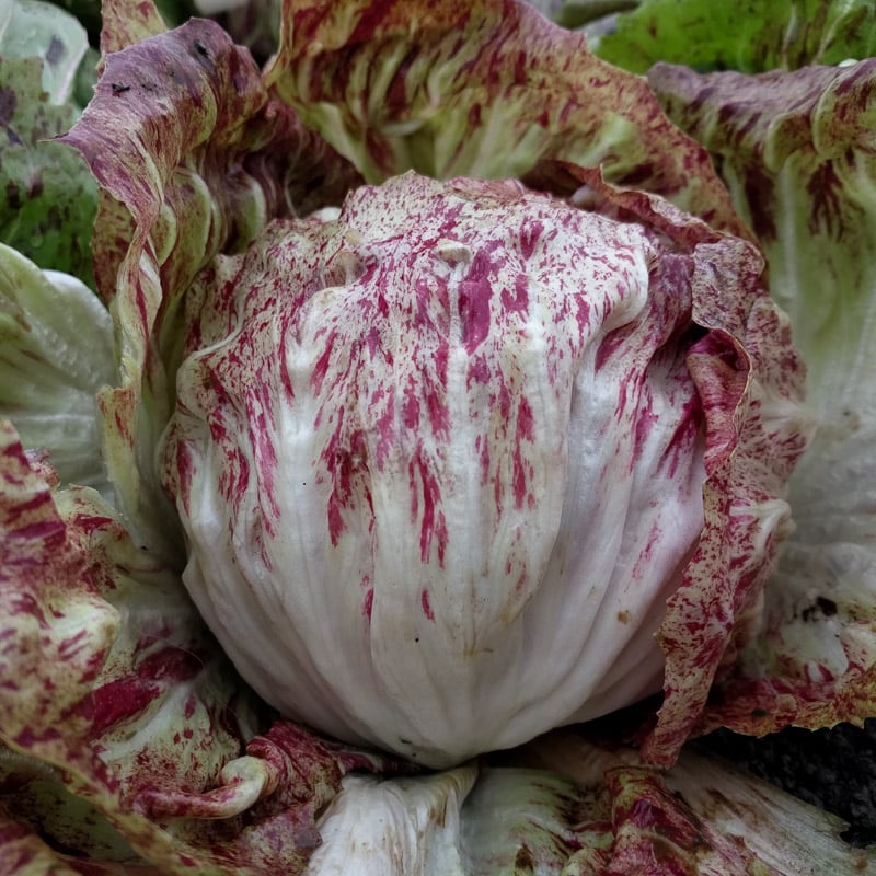 Variegata Di Chioggia Chicory