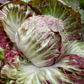 Variegata Di Chioggia Chicory Variegata Di Chioggia Chicory
