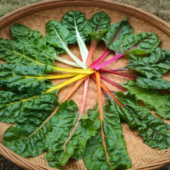 Organic Rainbow Chard Seed