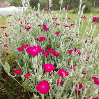 organic rose campion seed