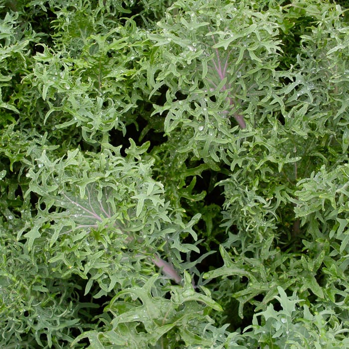 Kale, Russian Frills (Organic)