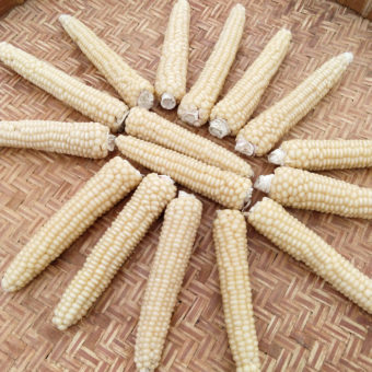Saskatoon White Flint Corn