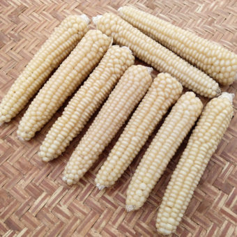 Flint Corn, Saskatoon White (Organic)