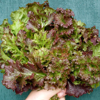 Organic Mustard Spicy Curls seeds