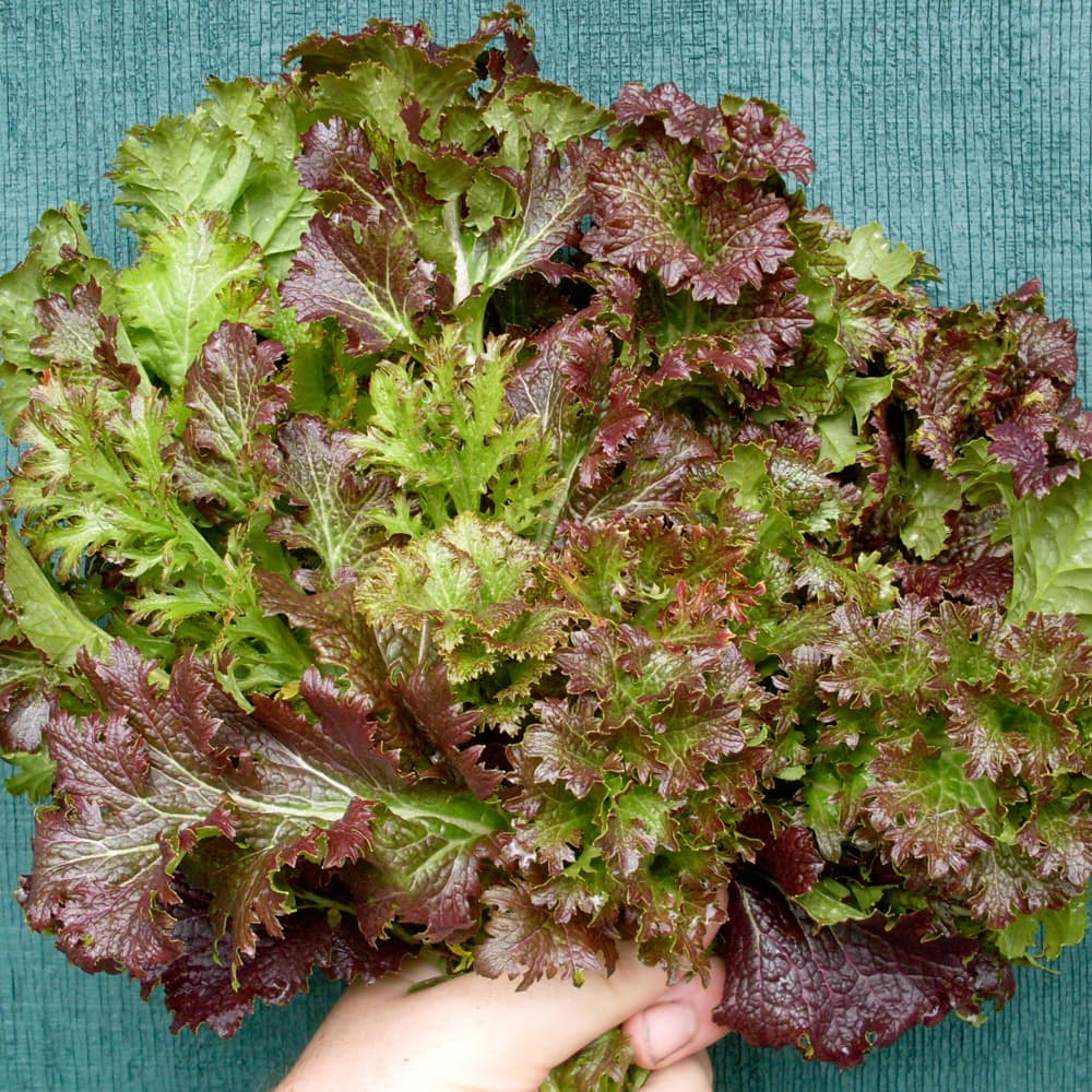 Organic Mustard Spicy Curls seeds