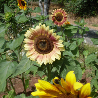 Il Tore The Tower Sunflower