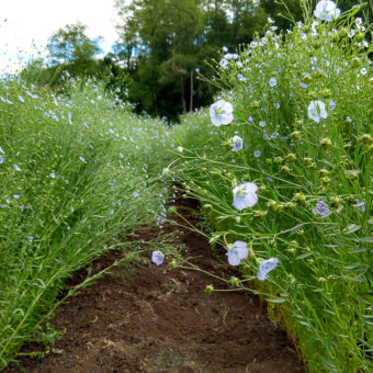 Flax, Sussex sussex flax