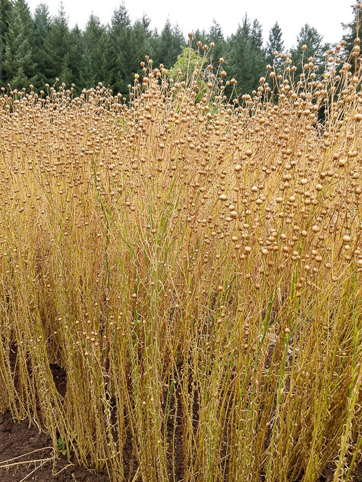 Flax, Sussex (Organic) - Image 3