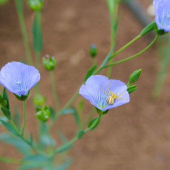 Flax, Sussex (Organic)