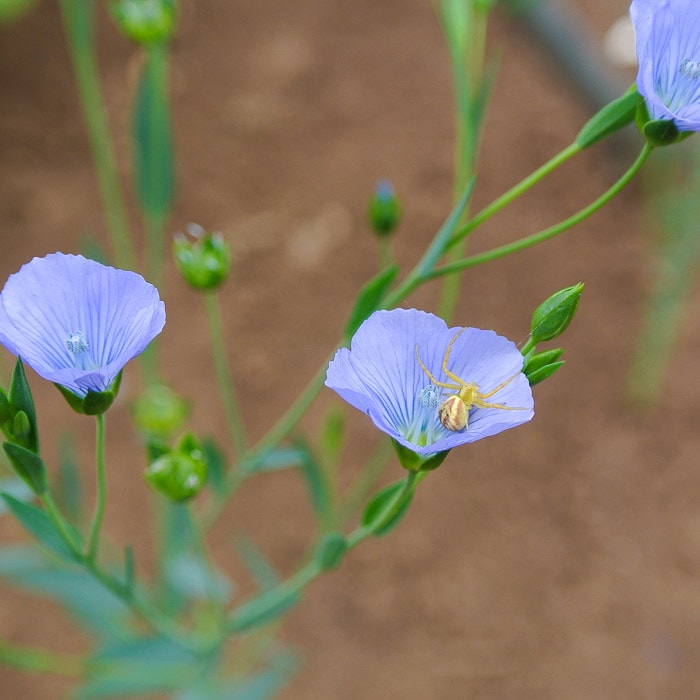 Flax, Sussex (Organic)