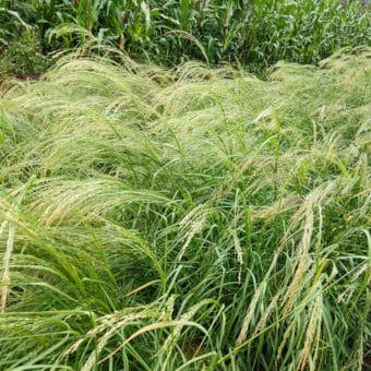 AL white teff organic seed