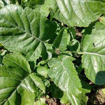 Texsel Greens