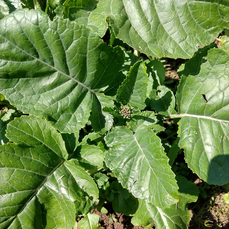 Texsel Greens