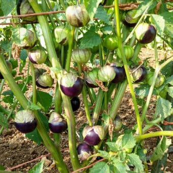 Purple Keepers Tomatillo Organic Tomatillo Seeds Purple Keepers Modern Landrace