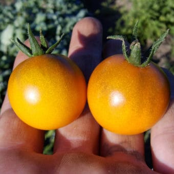 Dark Orange Muscat Tomato Dark Orange Muscat Tomato