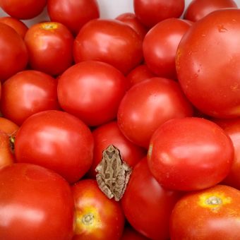Fakel tomato Organic Fakel Tomato Seed
