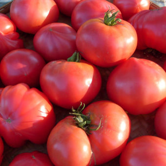 Katja Tomato