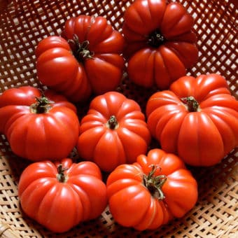 Organic Petrillo Tomato Seeds