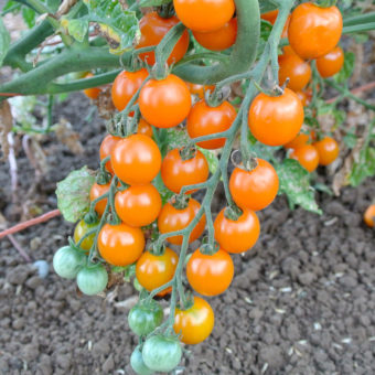 Santiam Sunrise tomato