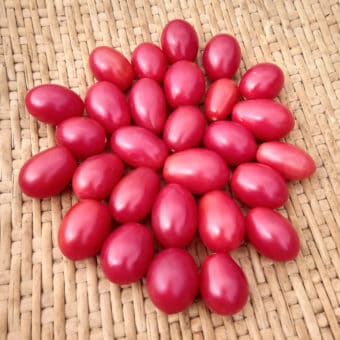 Organci Wheatly's Frost Resistant Tomato seed