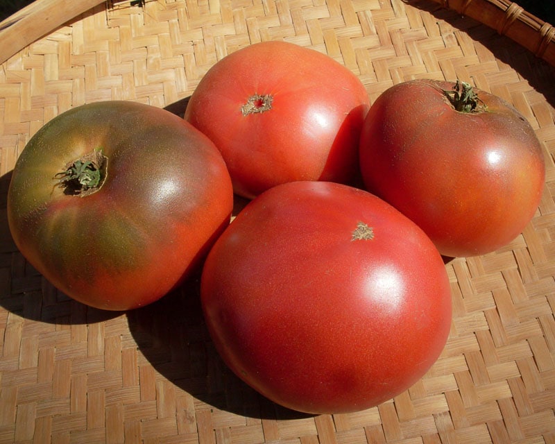 Sarah Black Tomato