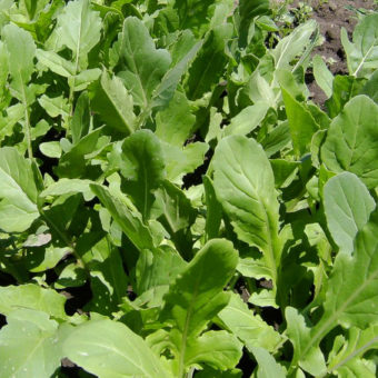 Tuscan Arugula