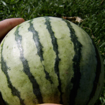 Early Moonbeam Watermelon Organic Early Moonbeam Watermelon Seed