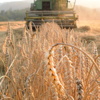 Wheat, Maris Widgeon (Organic)