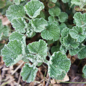 Horehound, White (Organic)