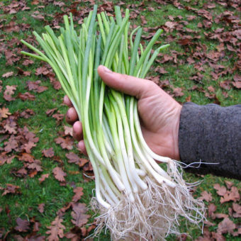 White Spear Green Onion Organic White Spear Green Onion Seed