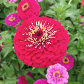 Organic Berry Basket Zinnia seed