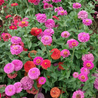 Organic Berry Basket Zinnia seed