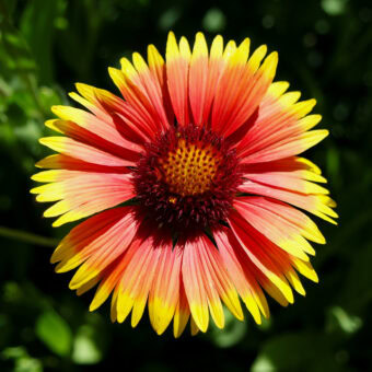 Organic Blanket Flower seed