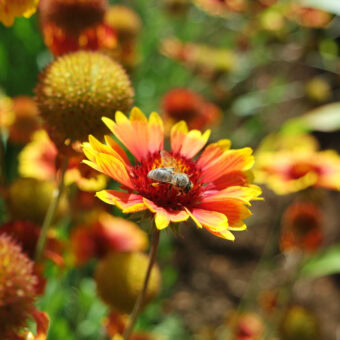 Organic Blanket Flower Seed