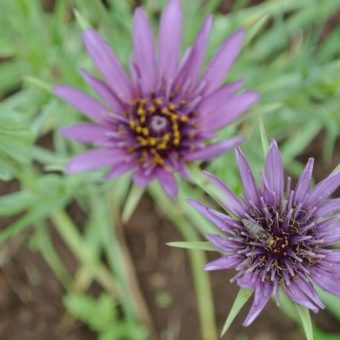 Salsify, Fiore Blu (Organic) Salsify, Fiore Blu (Organic)