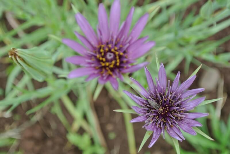 Salsify, Fiore Blu (Organic)