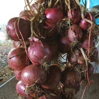 Onion, Maria Nagy’s Transylvanian Red (Organic) Onion, Maria Nagy's Transylvanian Red (Organic)