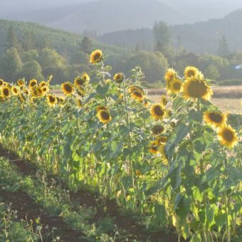 Sunflower, Hungarian Black Seeded (Organic) Sunflower, Hungarian Black Seeded (Organic)