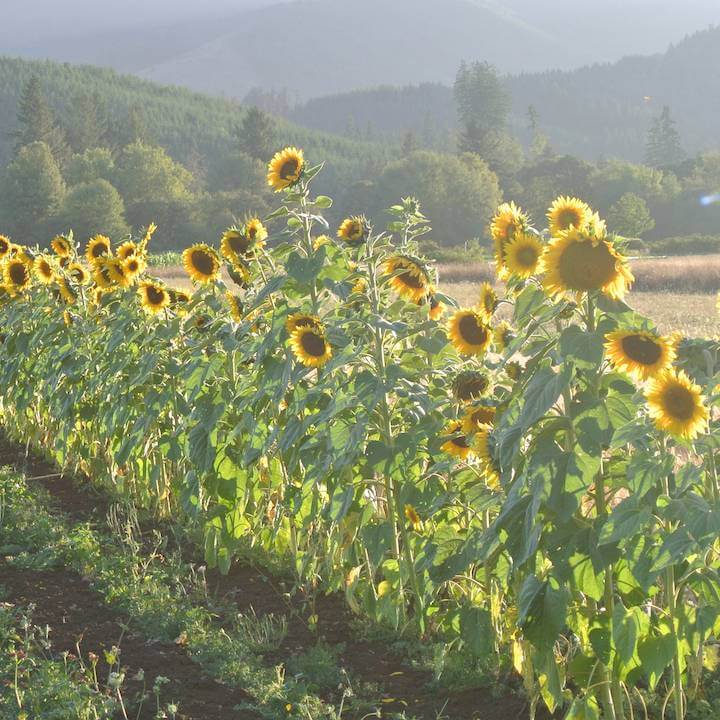 Sunflower, Hungarian Black Seeded (Organic)