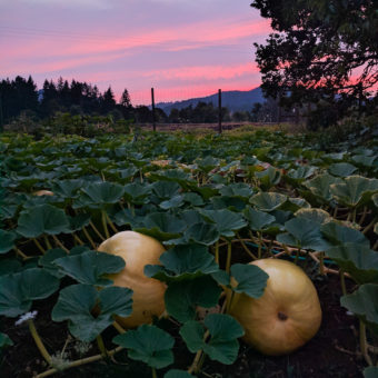 Dill’s Atlantic Giant Pumpkin