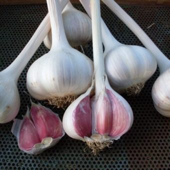Organic Romanian Red Seed Garlic Pink clove wrappers