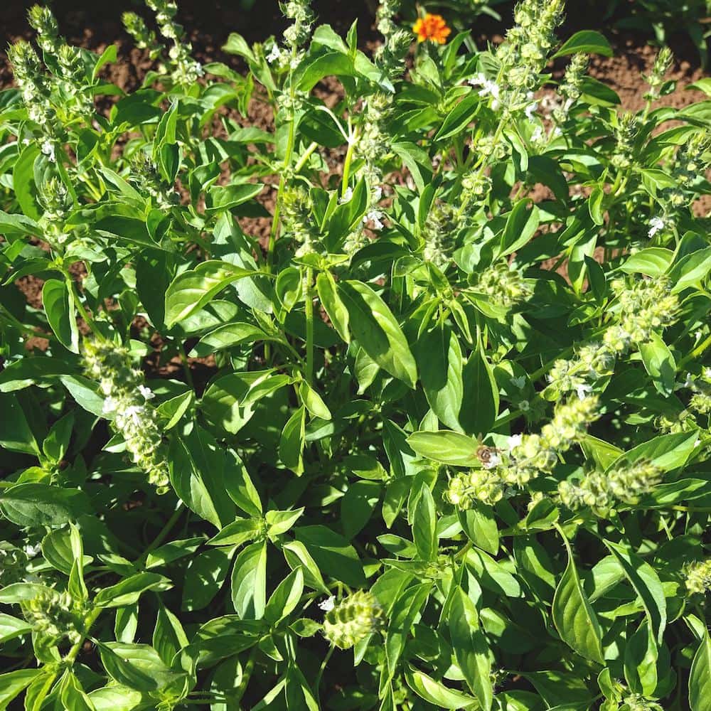 Organic Thai Lemon Basil seed flowering
