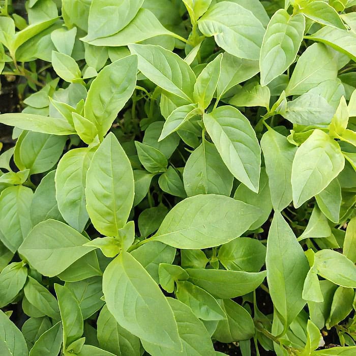 Organic Thai Lemon Basil seed