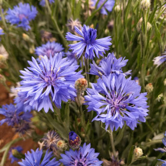 Blue Jubilee Gem Bachelor Button