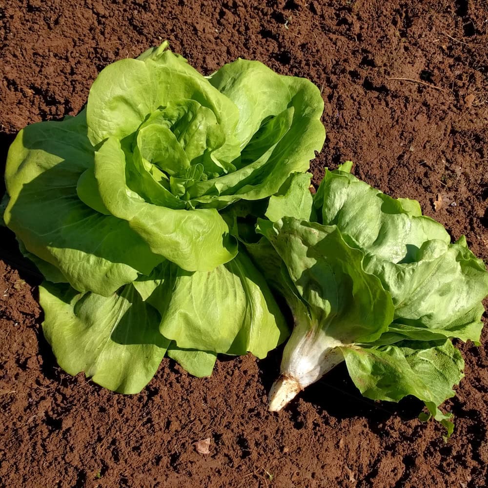 Organic Trieste Sweet Chicory Seed